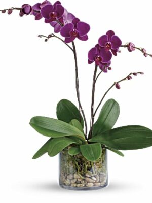 Glorious Gratitude Orchid