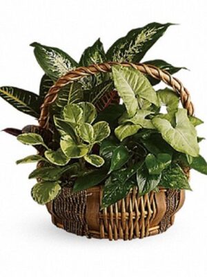 Great Garden Basket