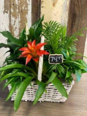 Orange Burst Comfort Planter