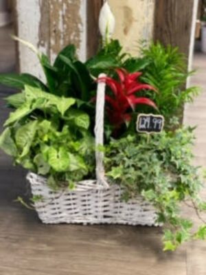 Burst of Red Planter