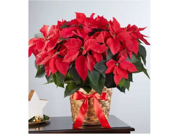 Poinsettia Plant