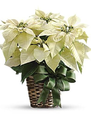 White Poinsettia
