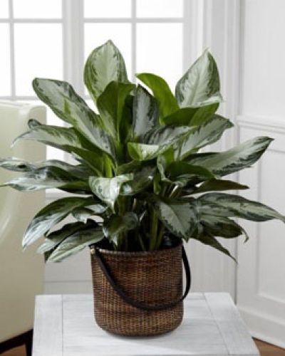<p>The FTD® Chinese Evergreen is a popular indoor plant, known for its exquisite lush variegated foliage and easy to care for disposition. This beautiful green plant arrives presented in a round stained handled basket to give it a natural look making it an elegant addition to any space. 10" plant.</p>