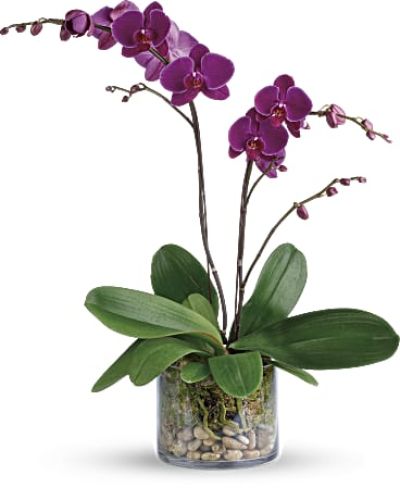 Simply glorious! The elegant dance of purple phalaenopsis orchids takes center stage in this clean arrangement, presented with river rocks and moss in a clear glass cylinder.
A purple phalaenopsis orchid is arranged with natural river rocks and sheet moss.
Delivered in a cylinder vase.