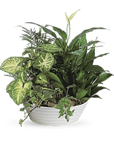 <div class="m-pdp-tabs-description">
<div id="mark-1" class="m-pdp-tabs-marketing-description">This lush bowl filled with living plants will also carry comfort and compassion for many months to come. Perfect to send to the home or service.</div>
</div>
<p id="arrngDescp">One planter arrives filled with dracaena, ivy, palm, spathiphyllum and syngonium plants.</p>